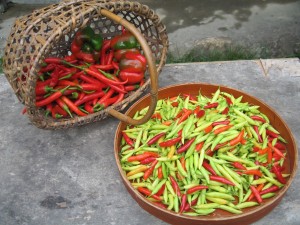 chilli harvest